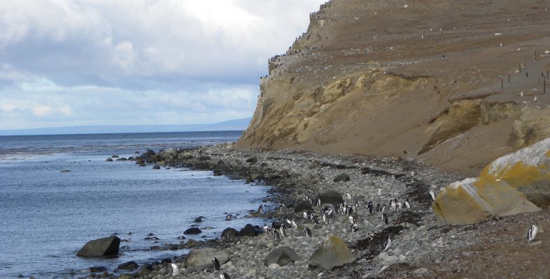chile penguins site