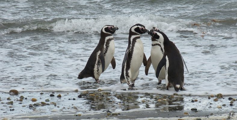 punta arenas penguins chile site