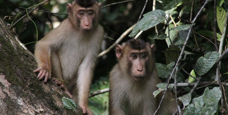 borneo monkeys